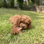 Carlyle Scott Review