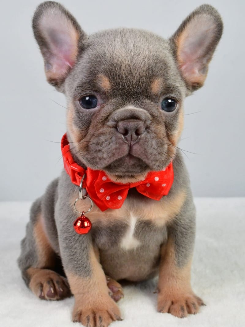 French Bulldog 38 R.H Review