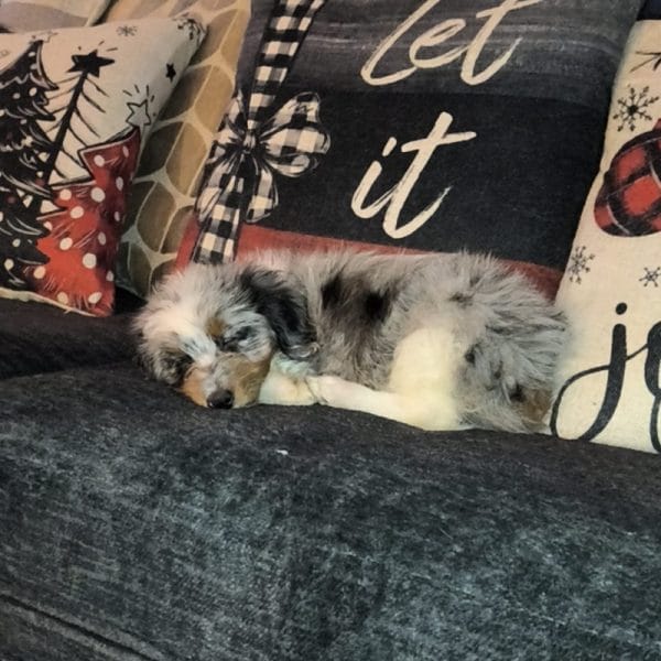 The Cutest Mini Aussiedoodle 28 Felicia A Oliver Review