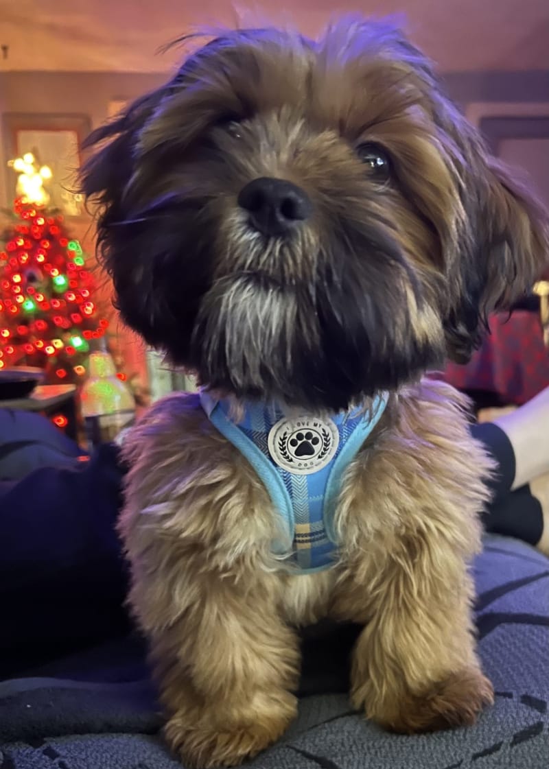 Our Puppy Is Wonderful 27 Clara Sharp Review