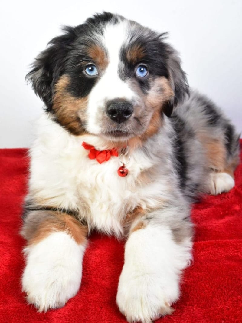 Mini Aussie 24 Robyn Wells Review