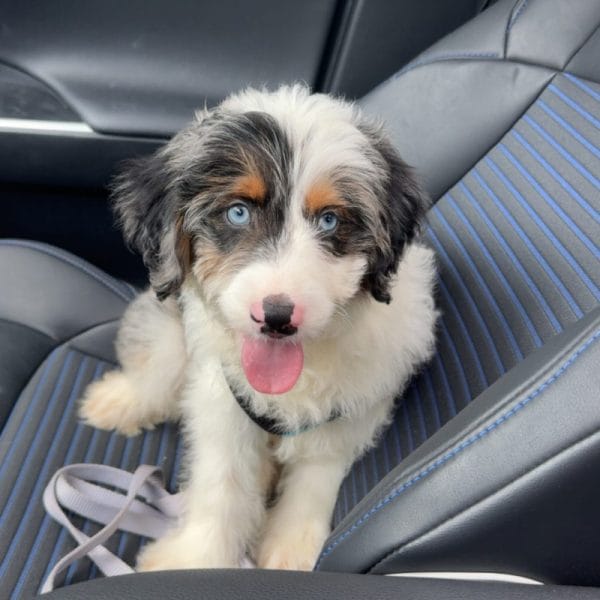 Seth (Now Mookie) 15 Kailey Jay Review