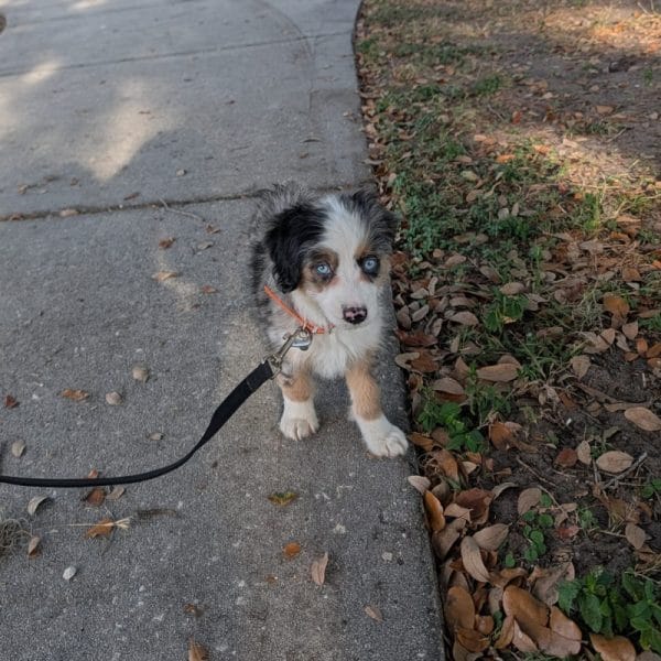 We Love Our Aussiedoodle!! 9 Michelle Molen Review