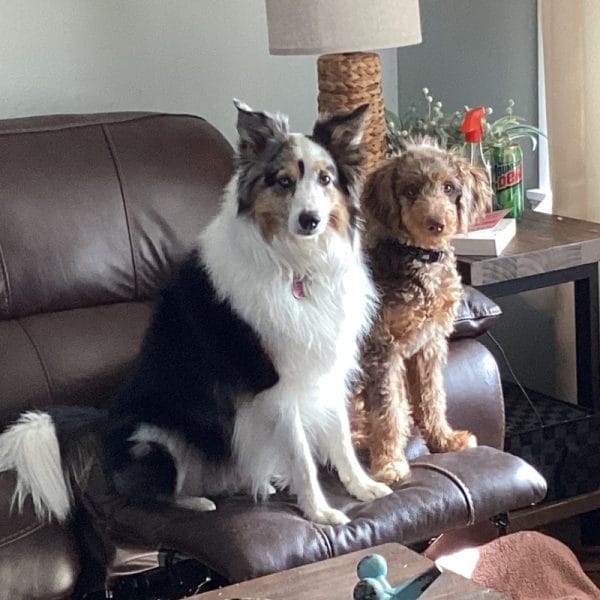 Ernest (now Charlie) the Aussiedoodle 8 Debby Moore Review