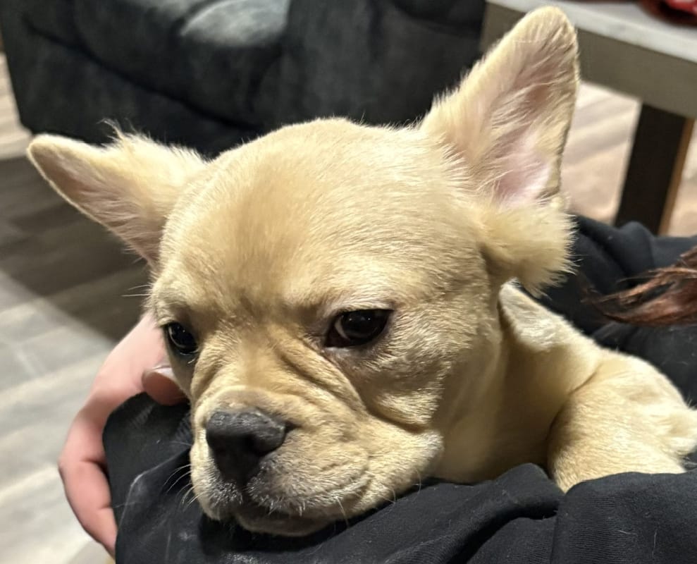 Fluffy Frenchie (Formerly Maverick) 7 Stacie Chichester Review