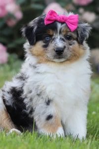 Australian Shepherd Breed 1
