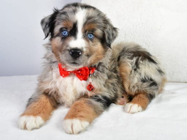 Friendship Valley Pets sells a number of different breeds for your enjoyment!!