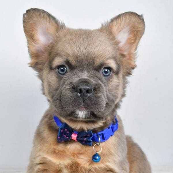 Bobby A Handsome French Bulldog