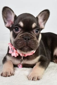 French Bulldog Breed 1