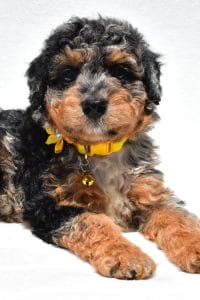 Mini Aussiedoodle Breed 1
