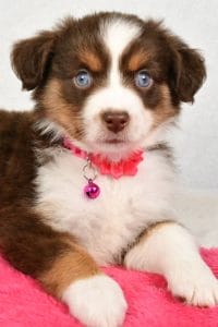 Mini Australian Shepherd Breeed 1