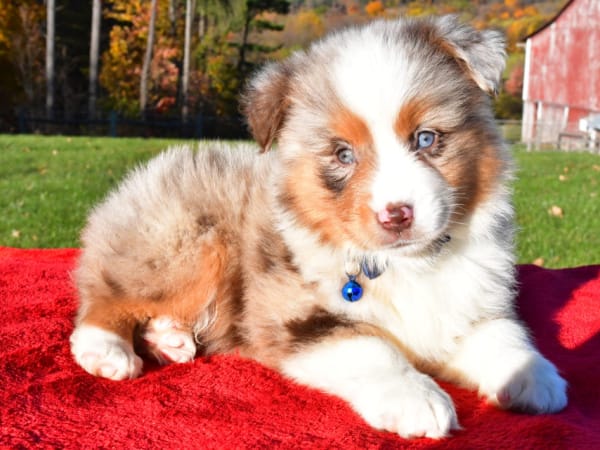 Read about Friendship Valley Pets story, and mission statement!!
