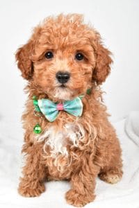 Mini Poodle Breed 1