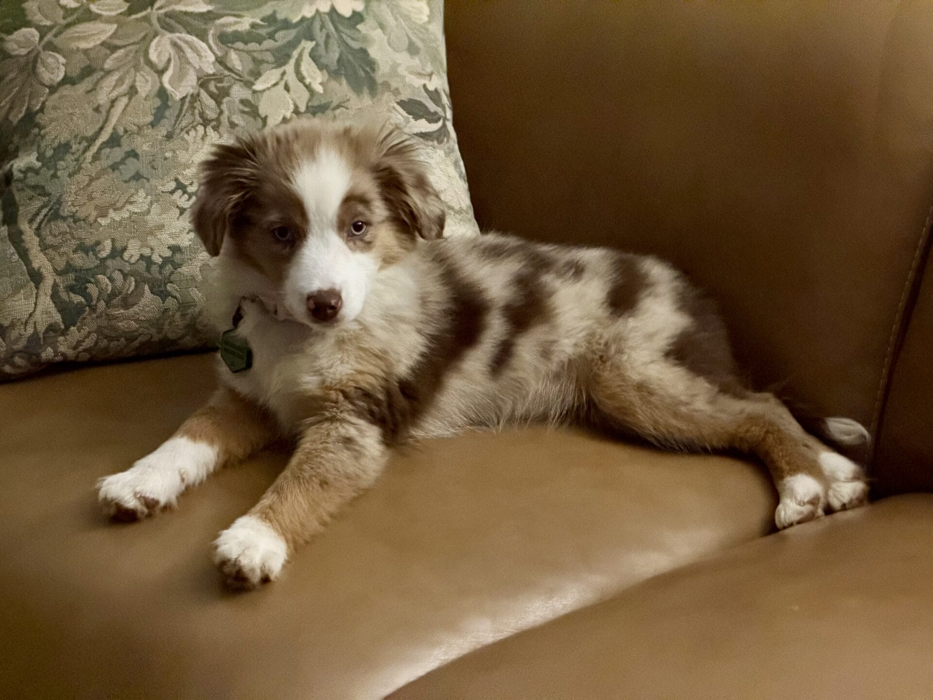 Fantastic buying experience and great dog! 2 IMG 3319