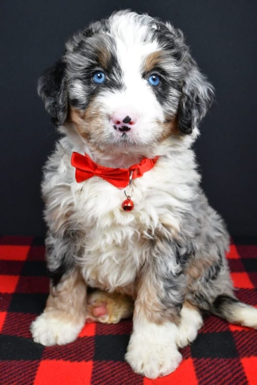 Bobby The Mini Bernedoodle