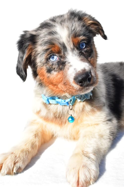 Emily The Australian Shepherd