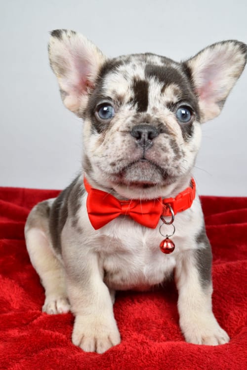 Otis The French Bulldog