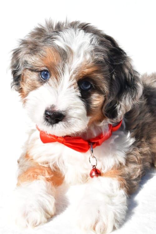 Yeti The Mini Aussiedoodle