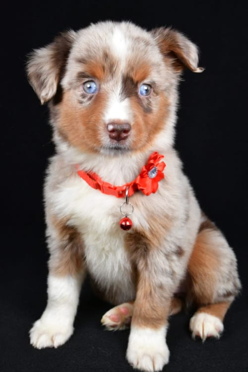 Zonna The Mini Australian (American) Shepherd