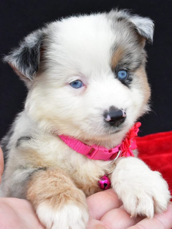 Carmen A Mini Australian Shepherd