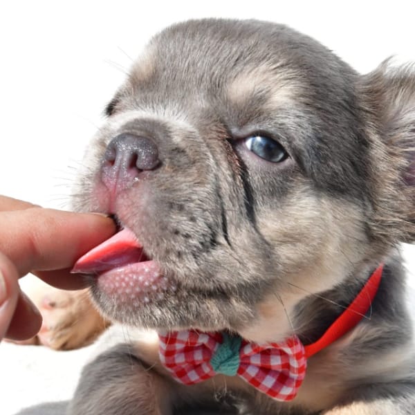Puppy adoption is easy and straight forward at FVP.